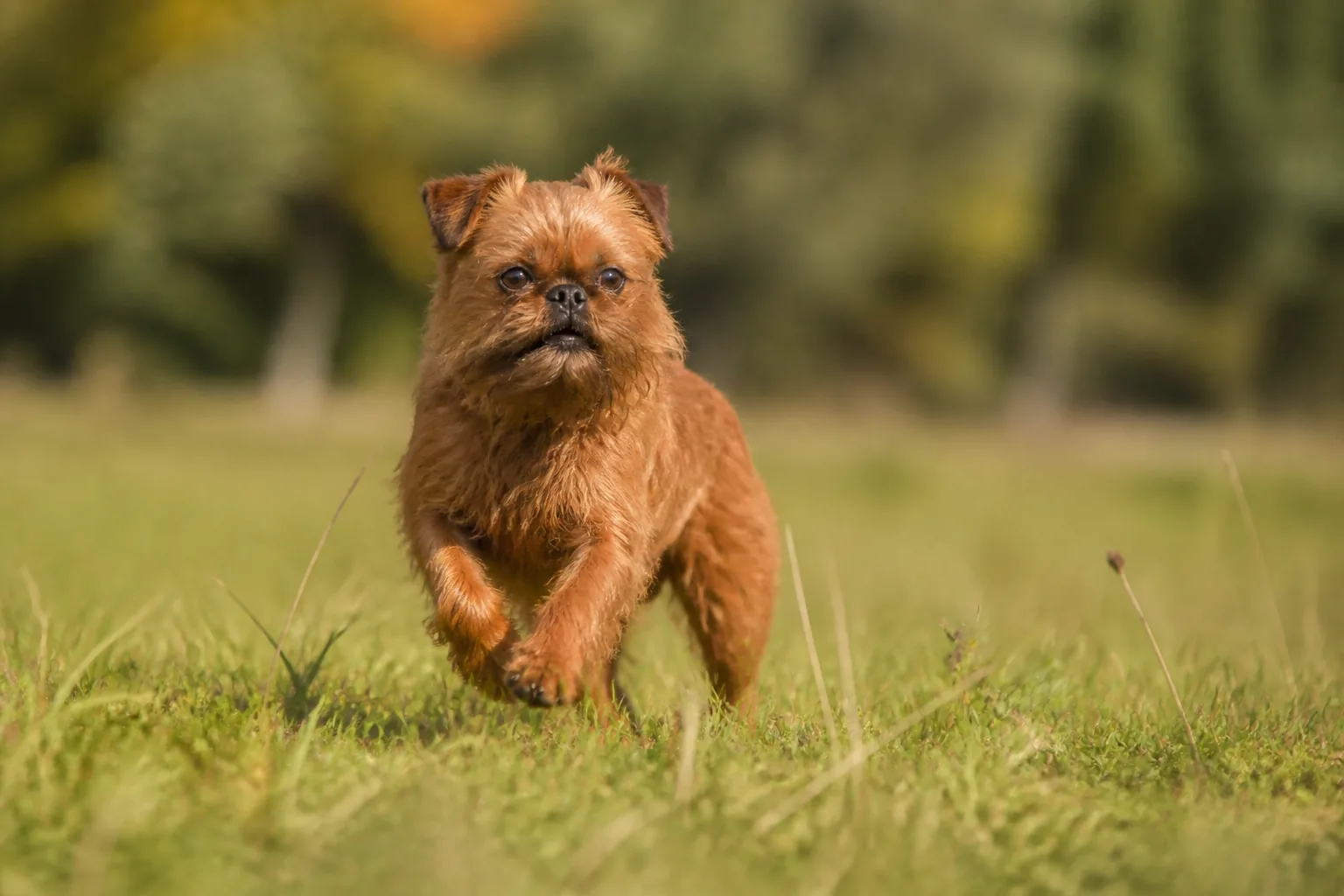 Griffon Bruxellois