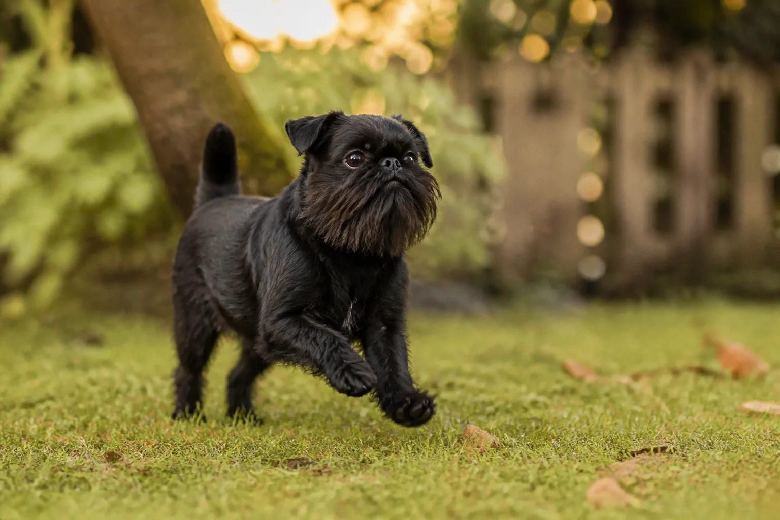 Griffon Bruxellois