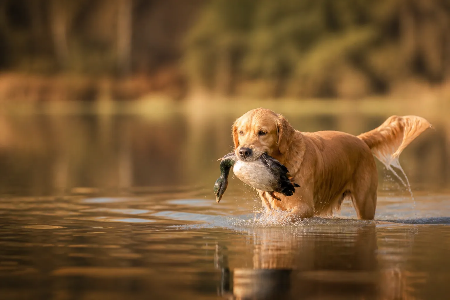 Golden Retriever