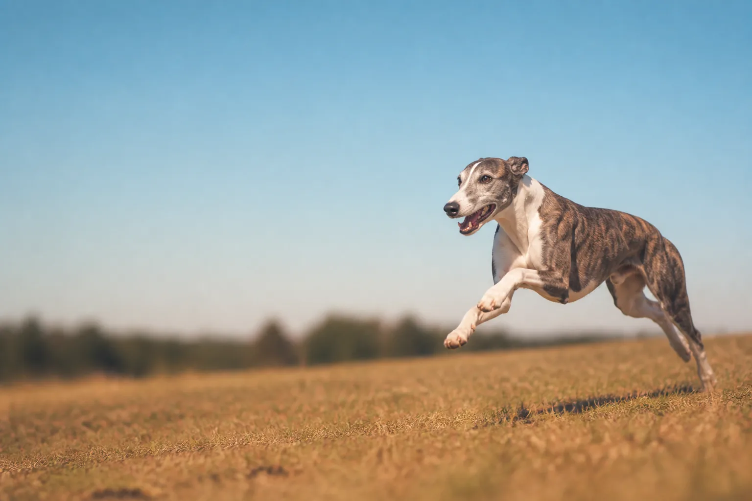 Whippet