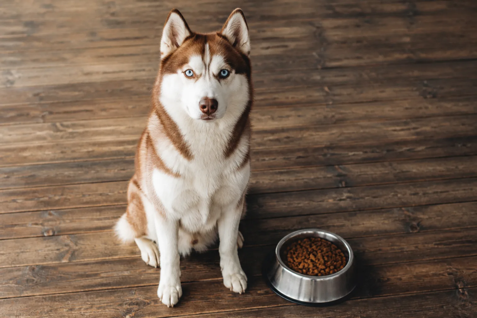 Husky Sibérien mangeant ses croquettes dans sa gamelle