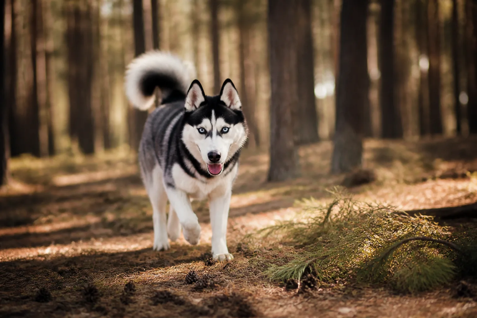 Husky Sibérien