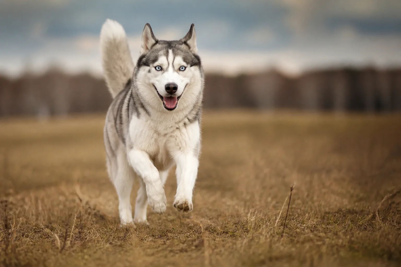 Husky Sibérien