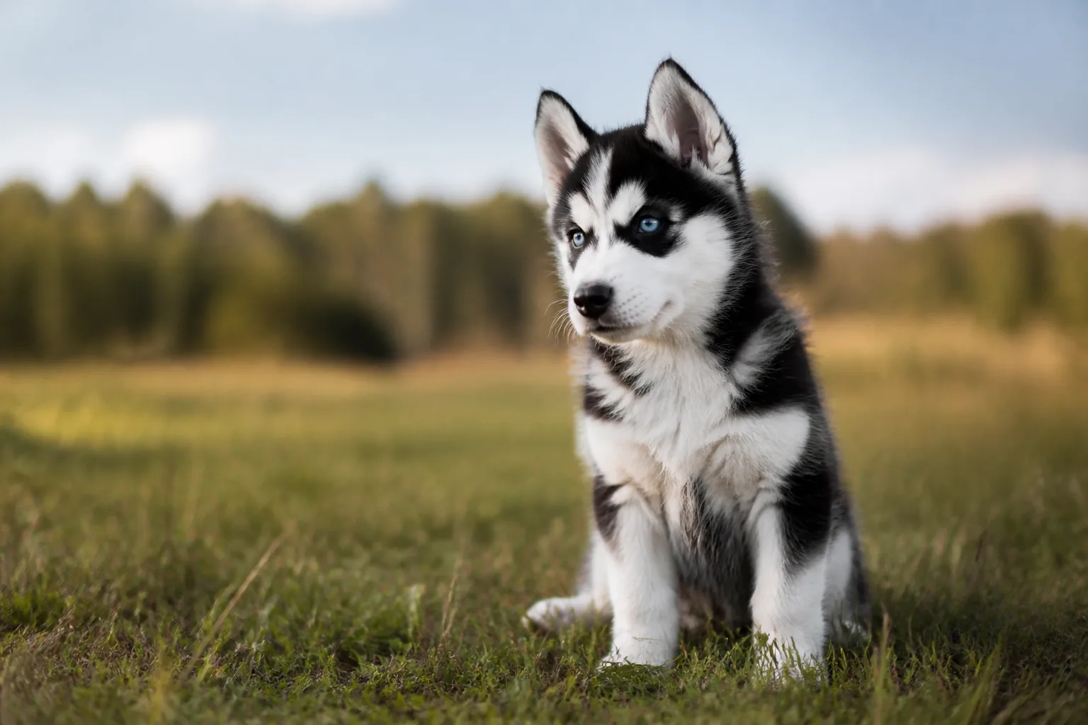 Husky Sibérien