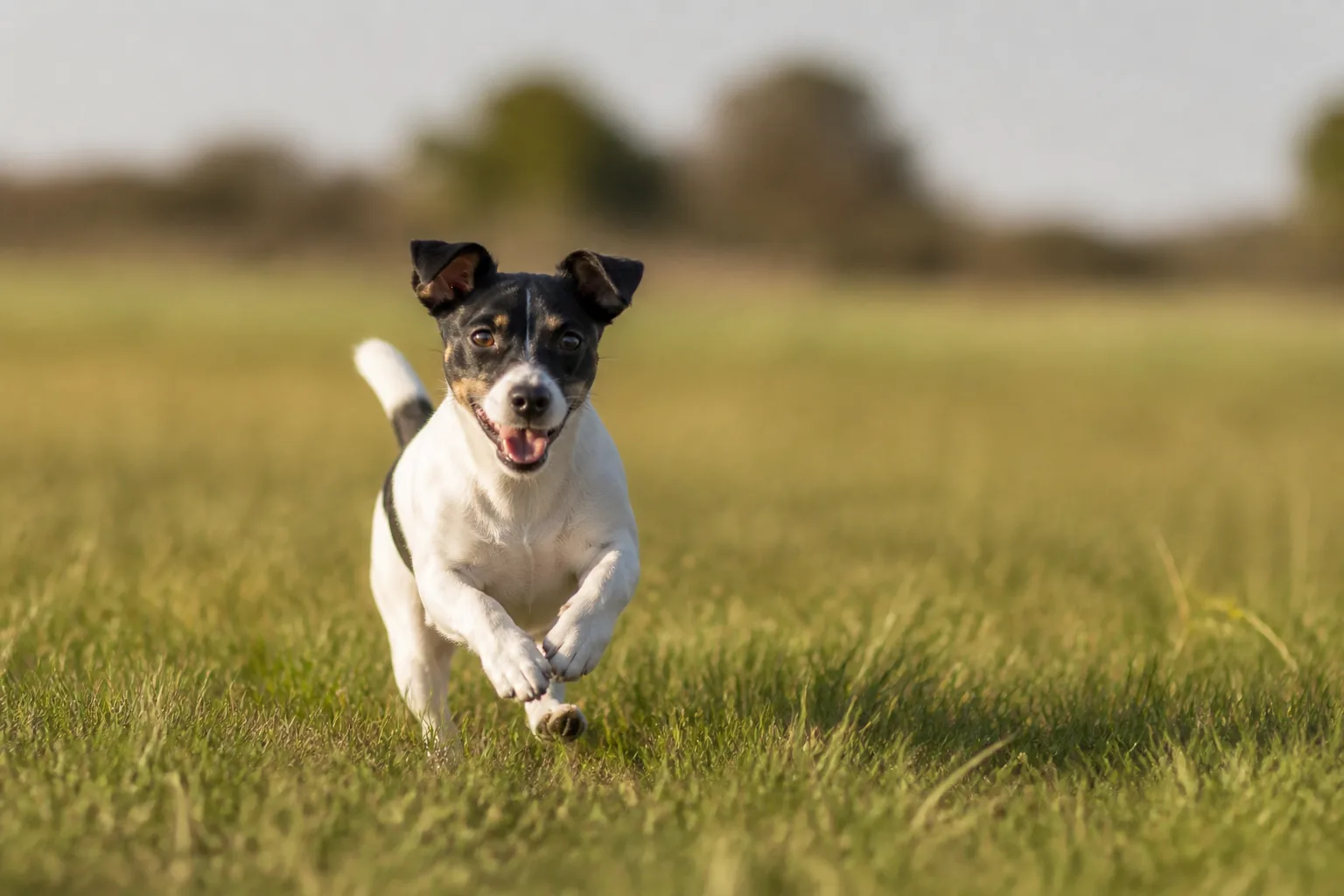 Jack Russell Terrier