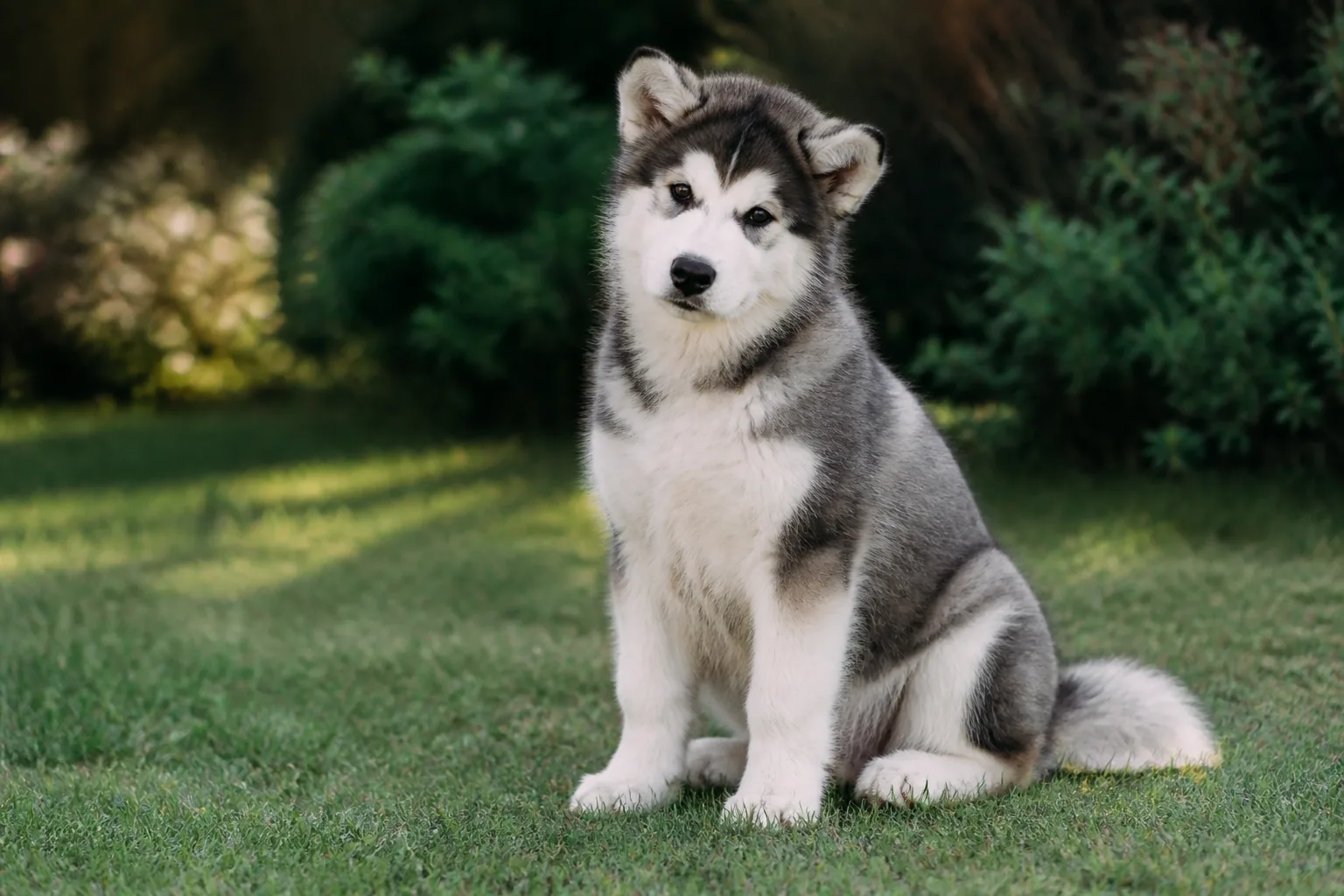 Malamute d'Alaska