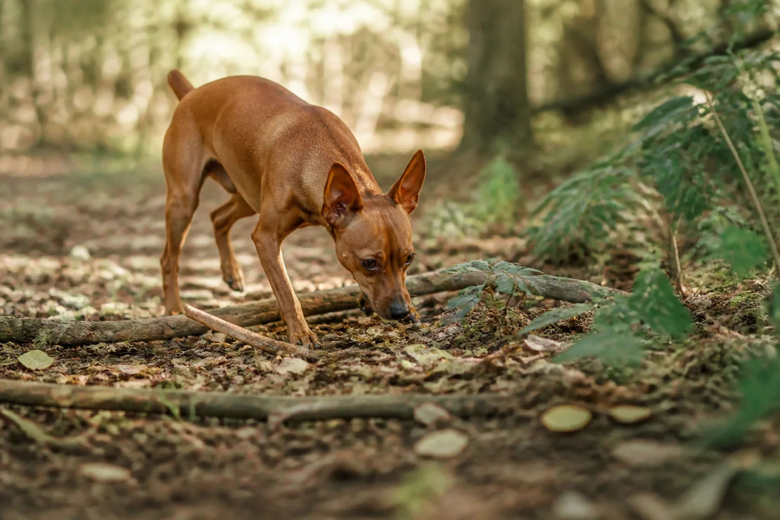 Pinscher Nain