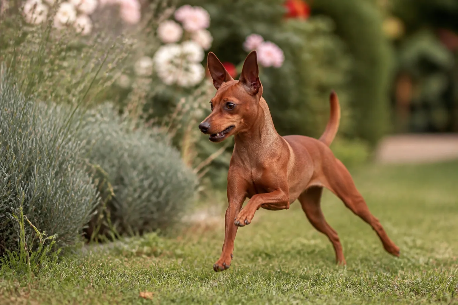 Pinscher Nain
