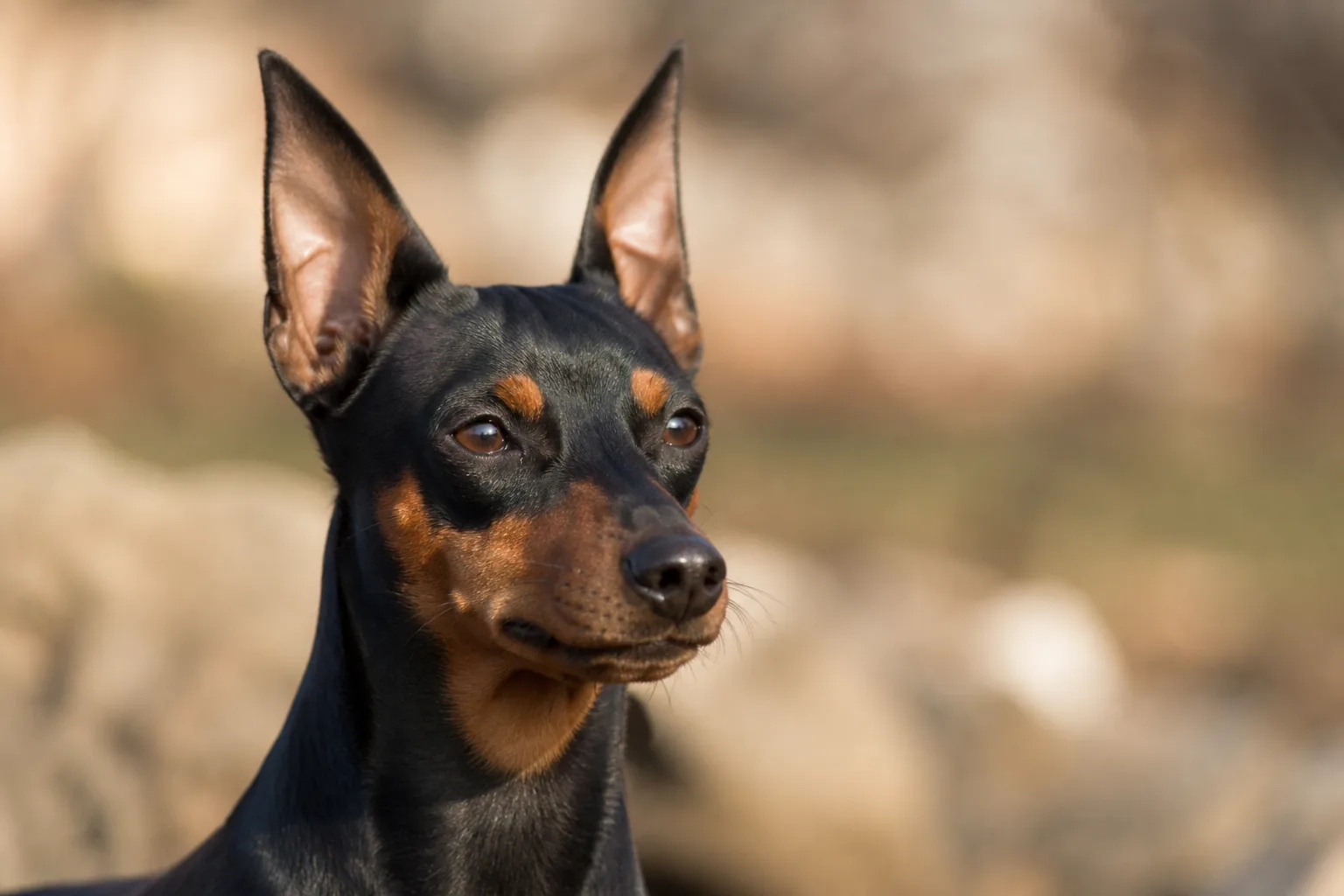 Pinscher Nain