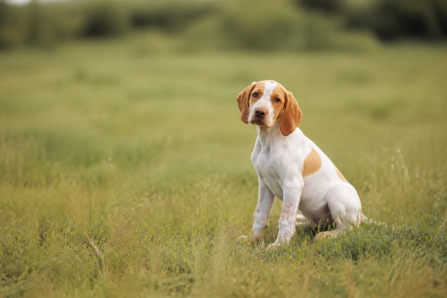 Pointer Anglais