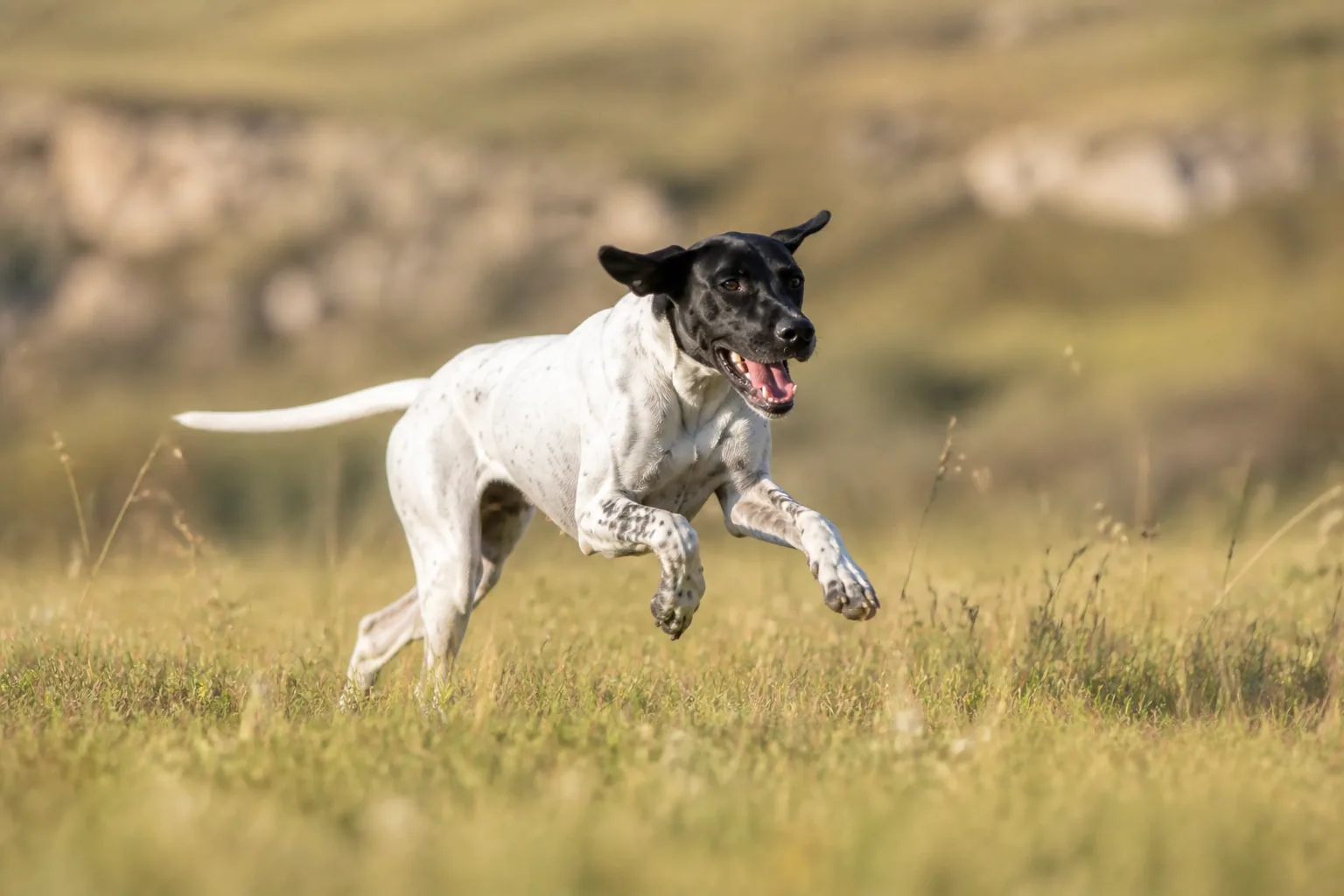 Pointer Anglais
