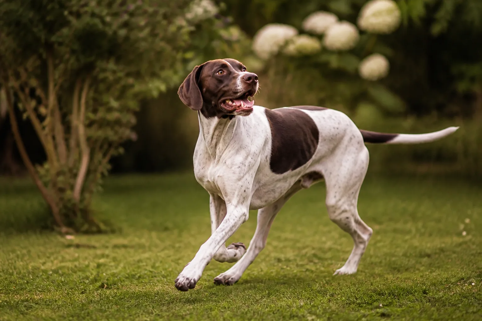 Pointer Anglais