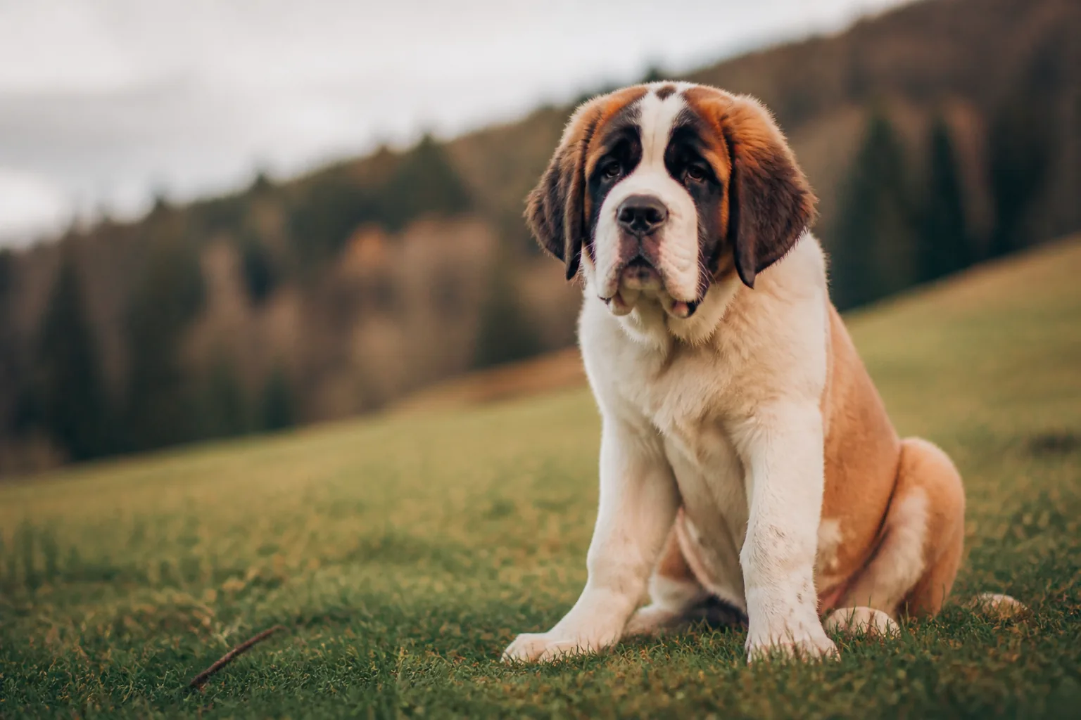 Saint-Bernard