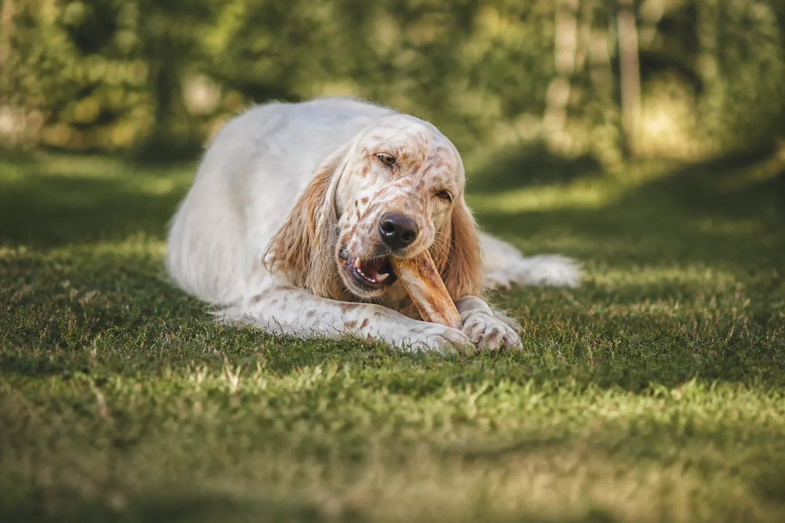 Setter Anglais
