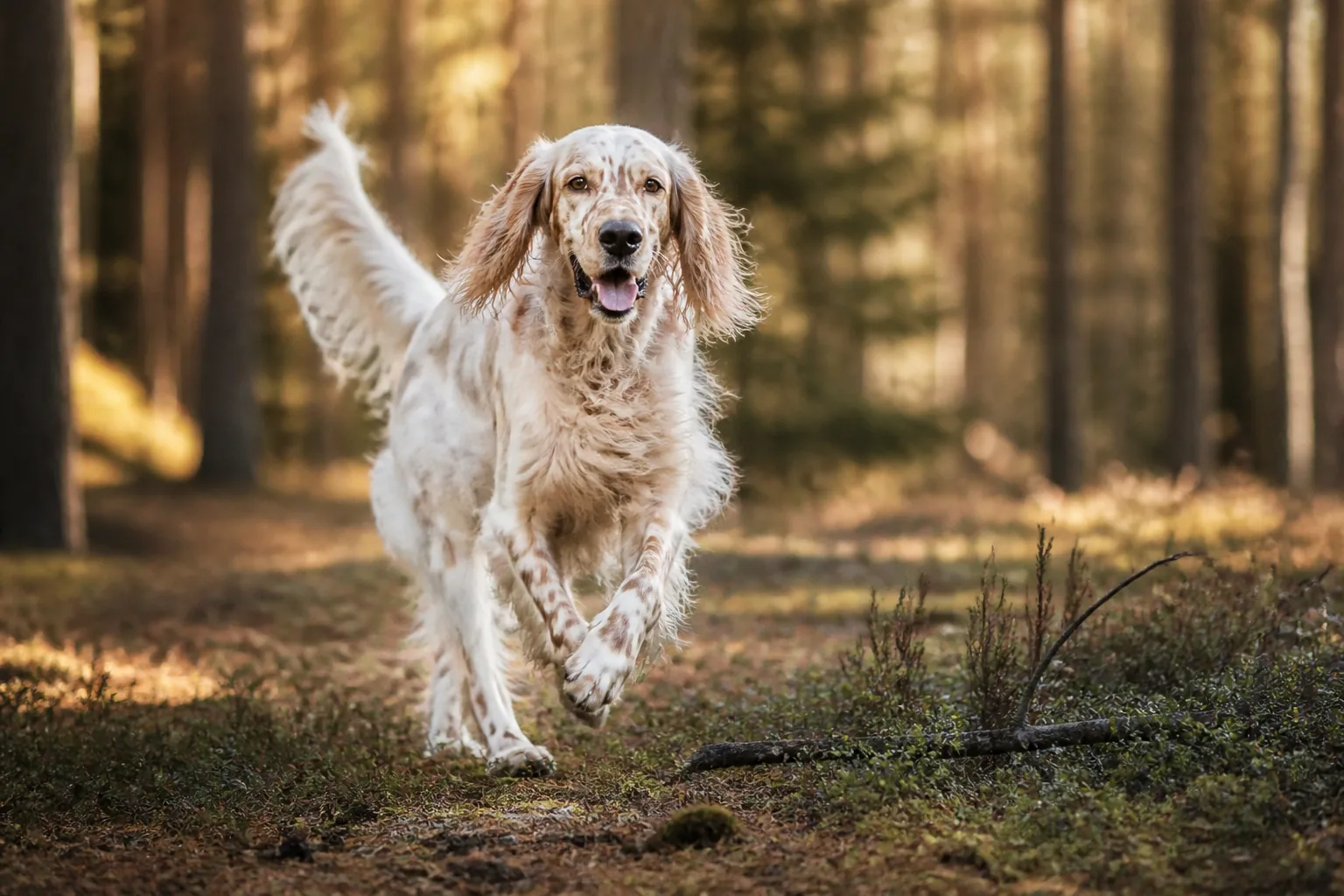 Setter Anglais
