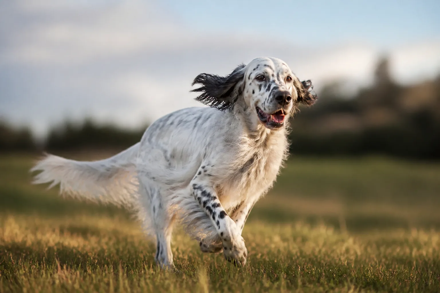 Setter Anglais