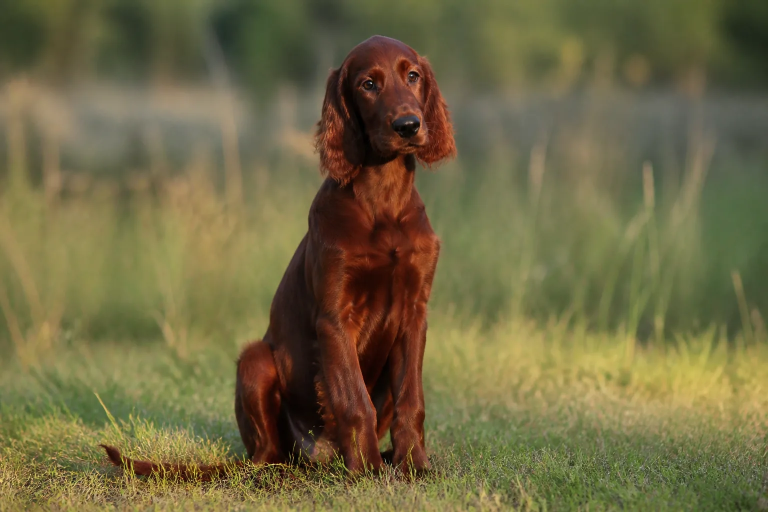 Setter Irlandais