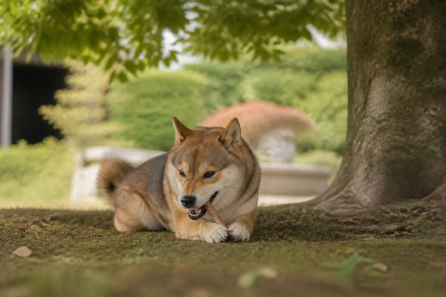 Shiba Inu