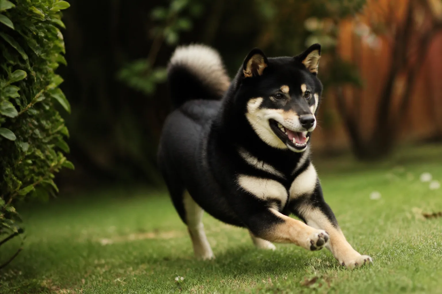 Shiba Inu