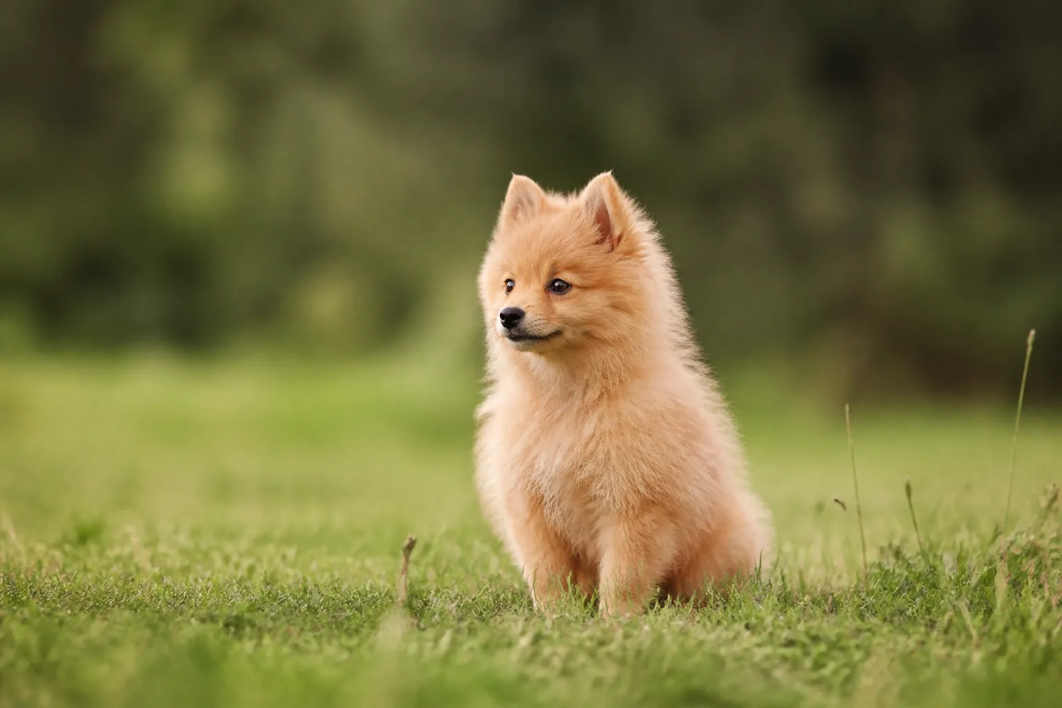 Spitz Nain