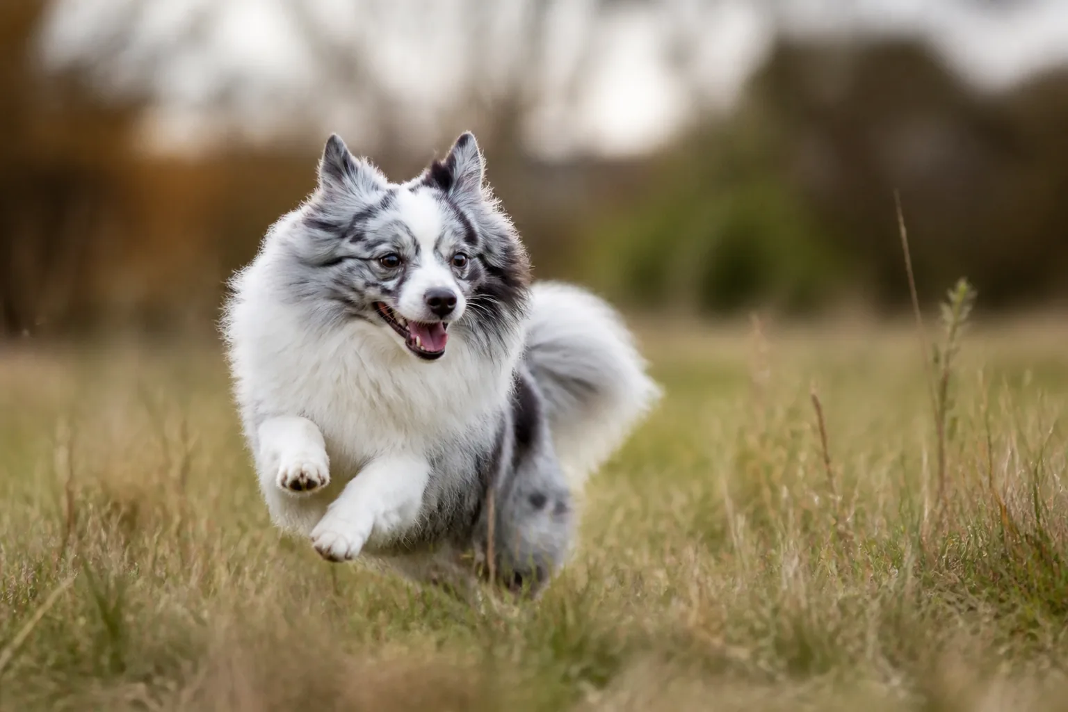 Spitz Nain