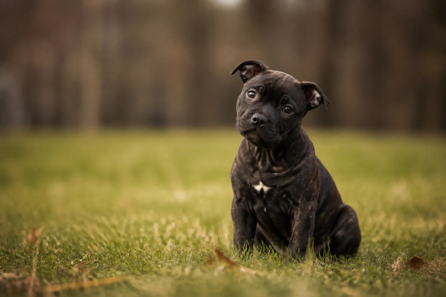 Staffordshire Bull Terrier