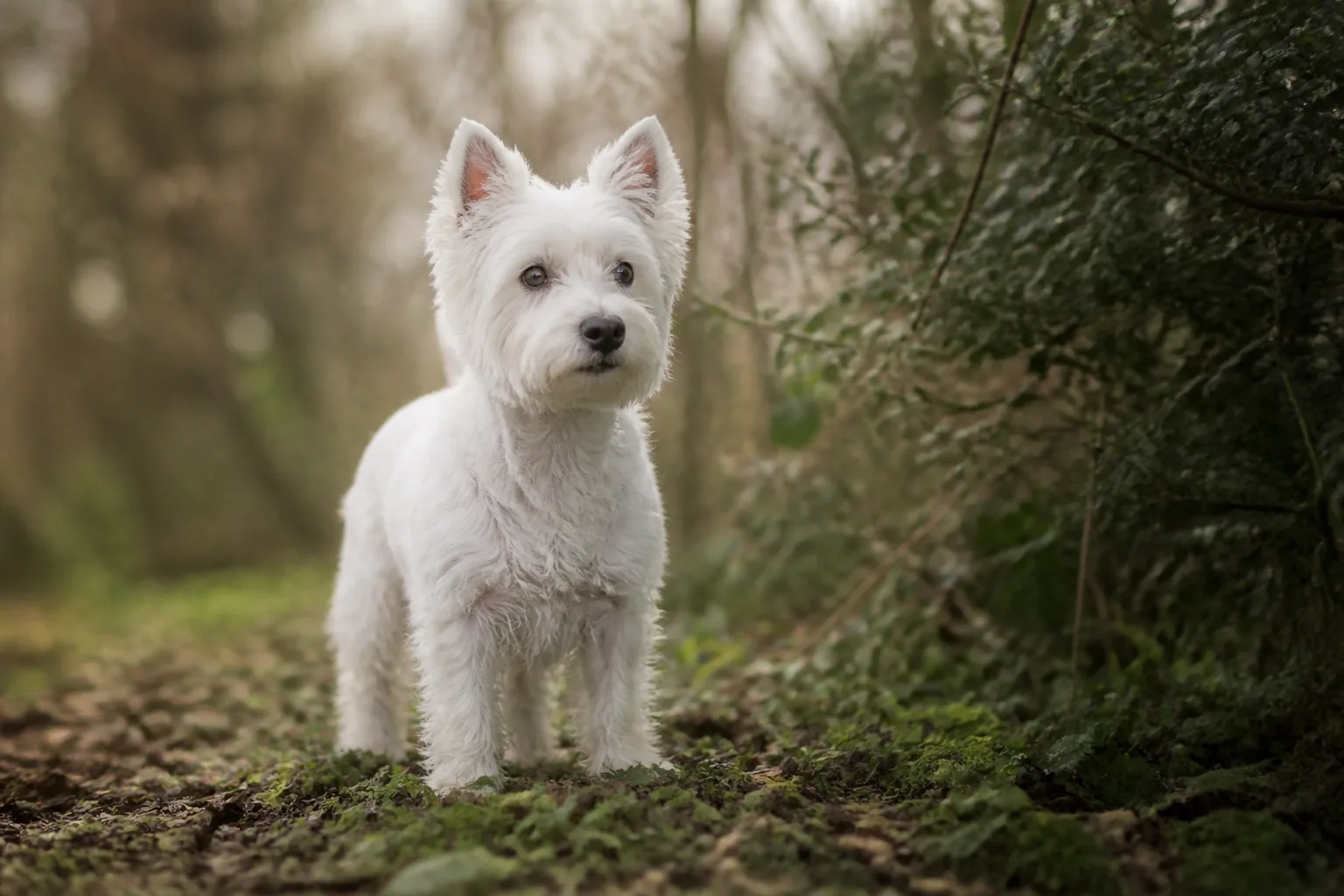 West Highland White Terrier