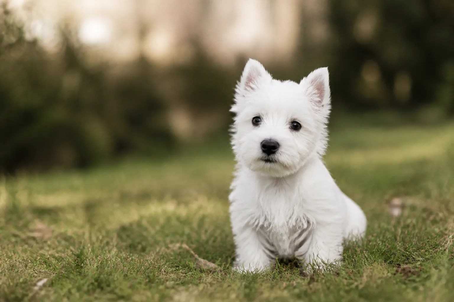 West Highland White Terrier