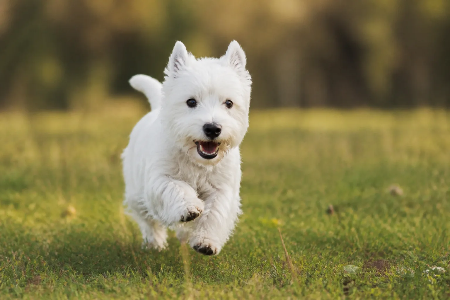 West Highland White Terrier