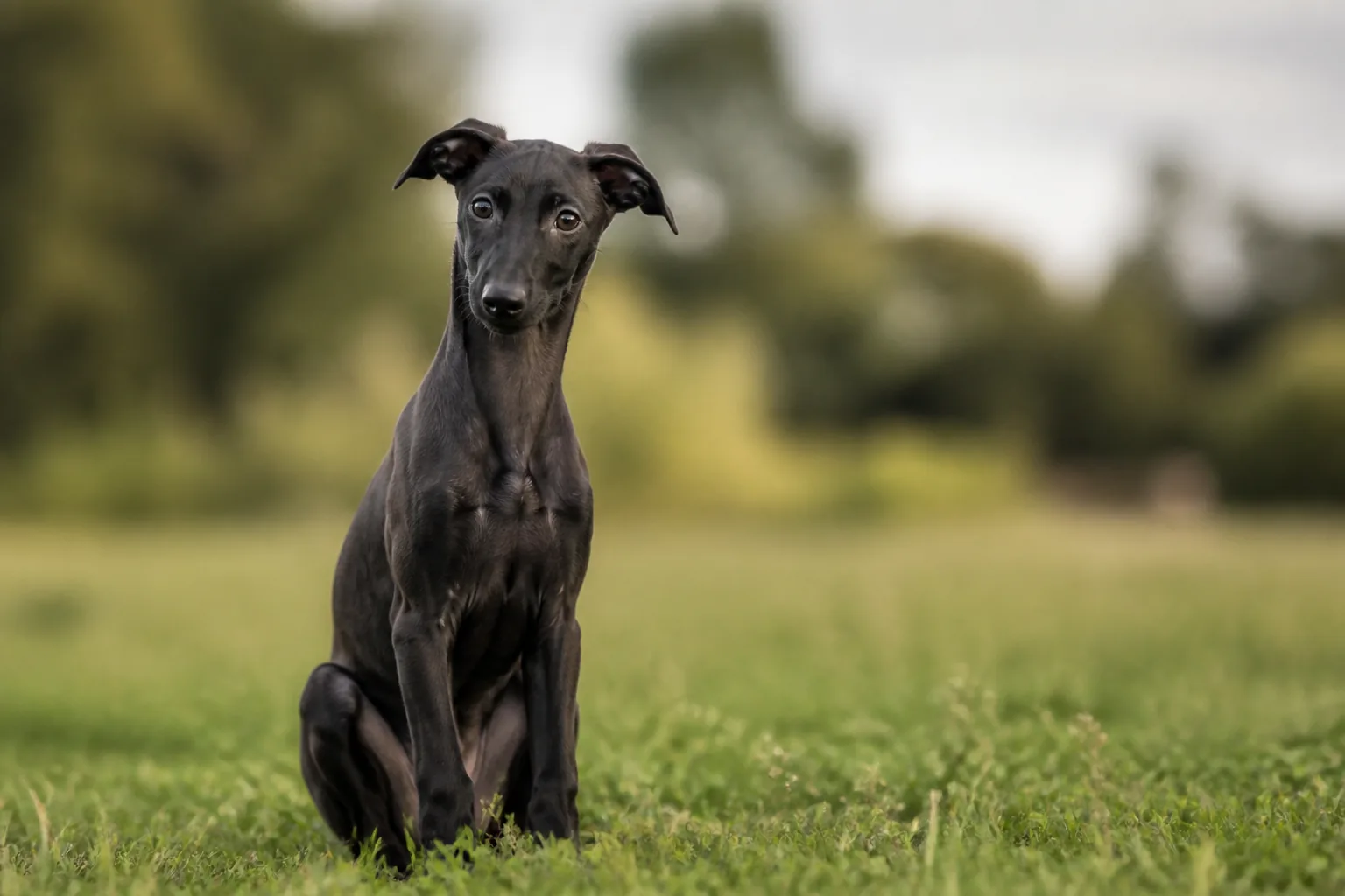 Whippet
