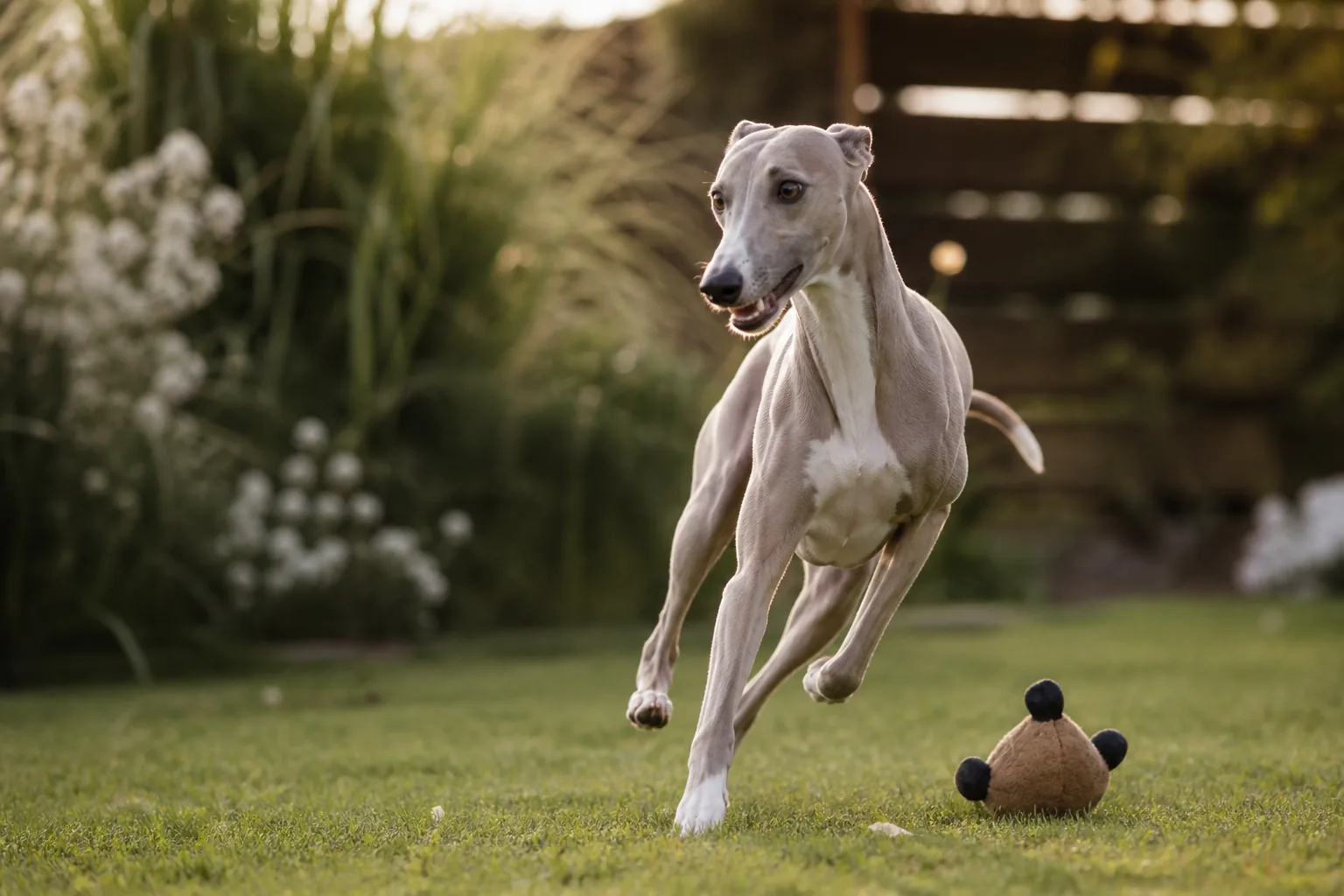 Whippet