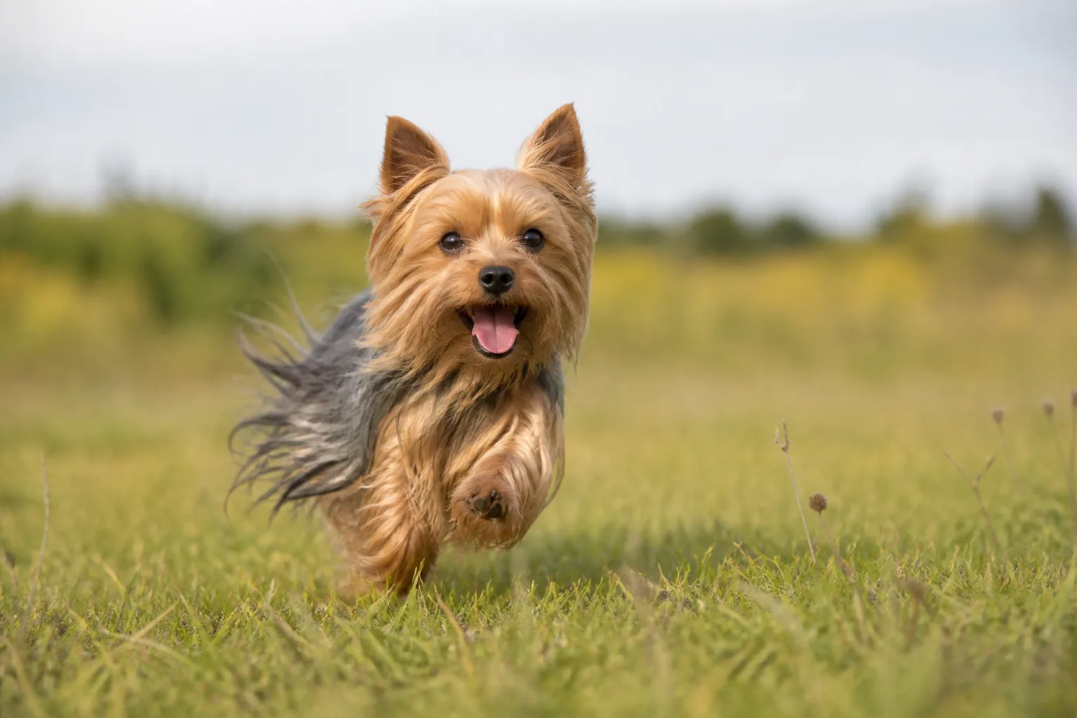 Yorkshire Terrier