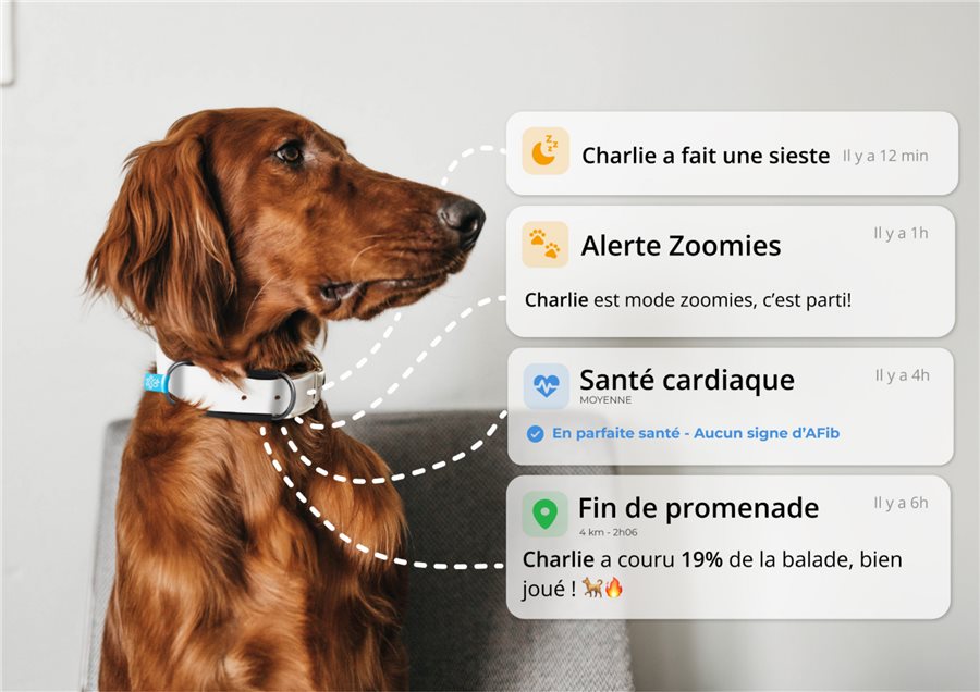 Notifications de l'application Biotracker générées par IA : sieste détectée, alerte zoomies, santé cardiaque, résumé de promenade