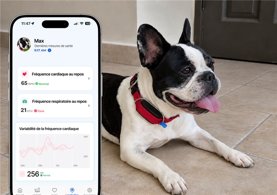 Un chien à la maison, avec l'application Biotracker affichant la variabilité de sa fréquence cardiaque