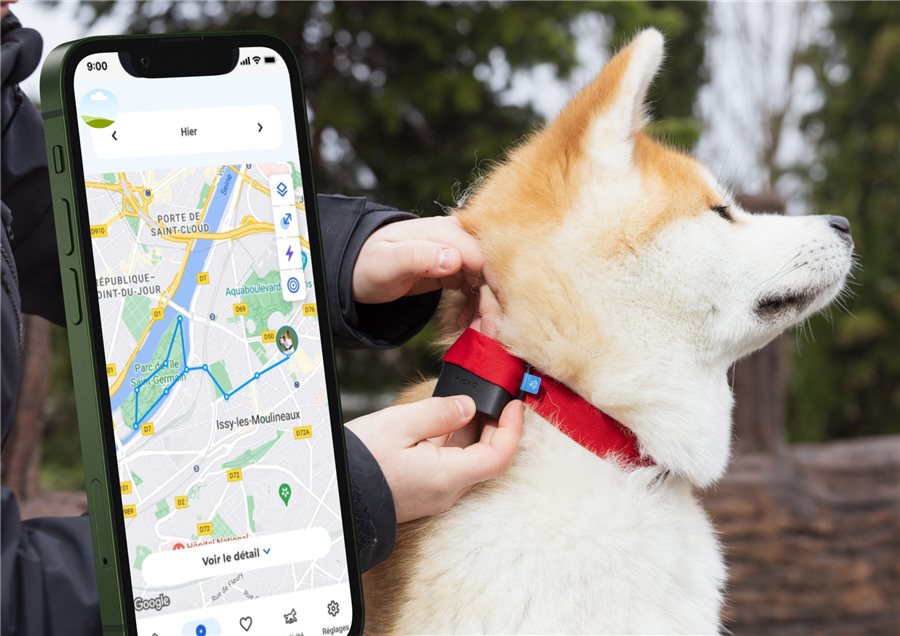 Le boîtier Biotracker clipsé sur le collier d'un Akita Inu, avec le trajet GPS affiché sur l'application