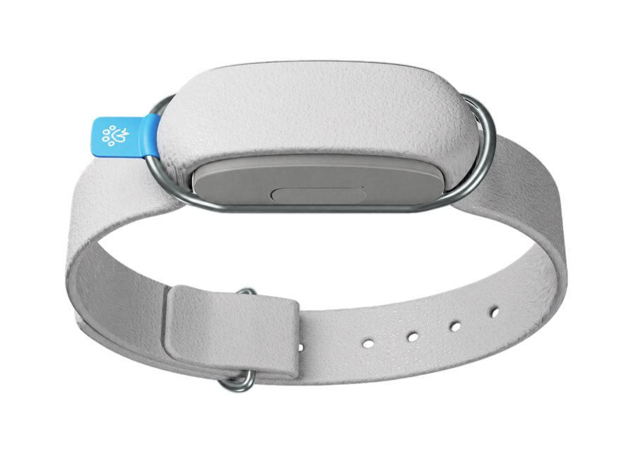Le boîtier Biotracker fixé sur son collier, vue de dos
