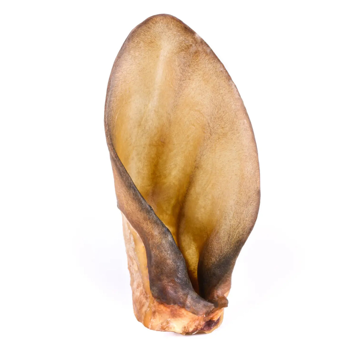 Oreille de bœuf