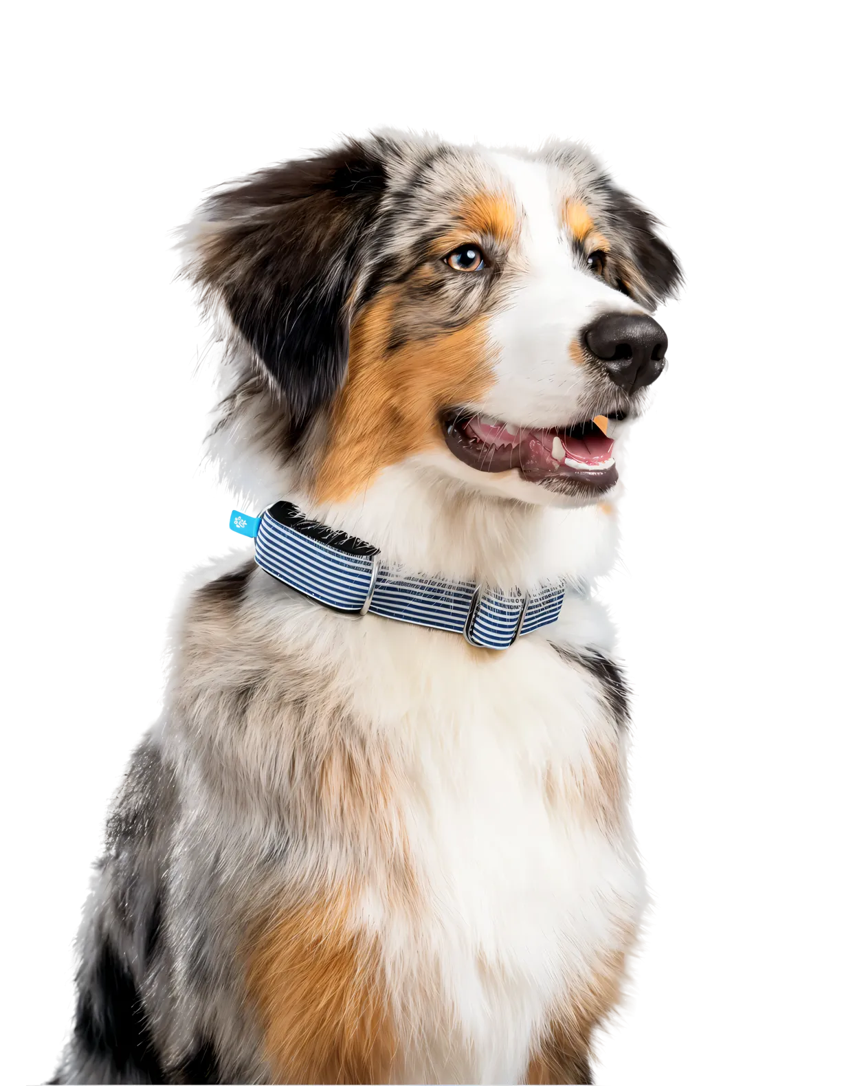 Berger Australien portant le collier Biotracker