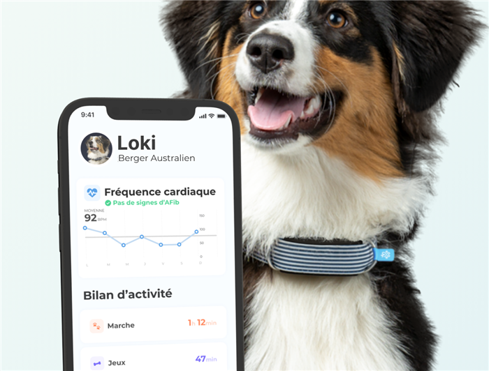 Écran de l'application Biotracker affichant la fréquence cardiaque d'un Berger Australien, sans signe d'AFib