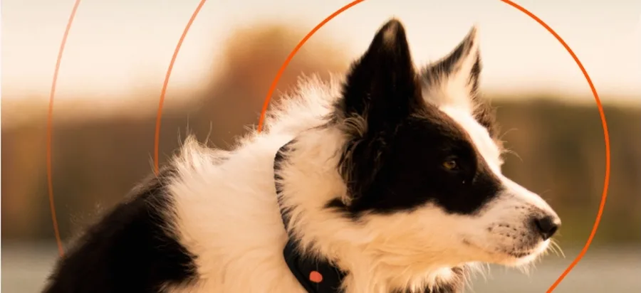 Notre avis sur les traceurs Weenect XS et XT